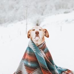 a puppy wrapped in a blanket in the snow