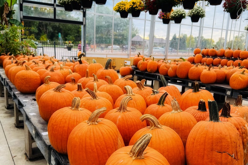 a group of pumpkins in a store